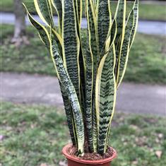 Sanseveria