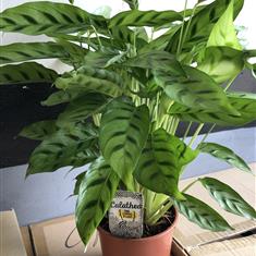 Calathea