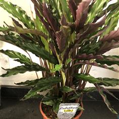 Calathea  26-11-2021 11 04 41