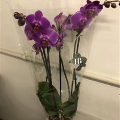Phalanopsis orchids mixed colours