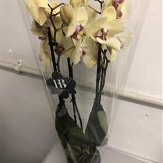 Phalanopsis orchid Mixed colours