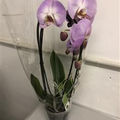 Phalanopsis orchid  26-11-2021 11 16 46