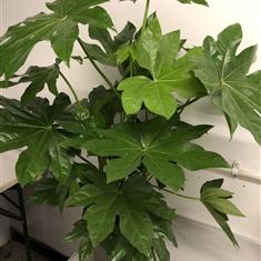 Fatsia 60-70cm