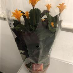 Calathea crocata