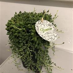 String of pearls