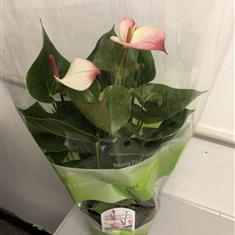 Anthurium 