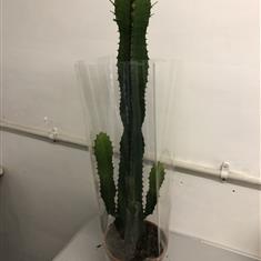 Large cacti