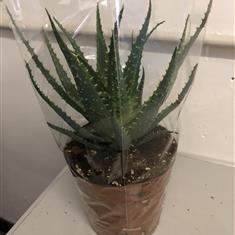 Aloe Vera 