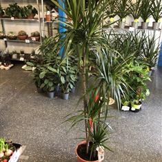 Dracena large 5ft