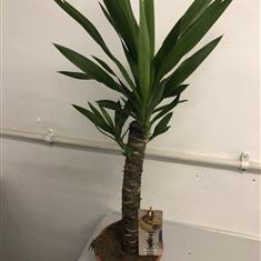 Yucca