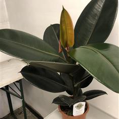 Ficus